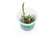 Cryptocoryne Spiralis 'Nari' UNS Tissue Culture