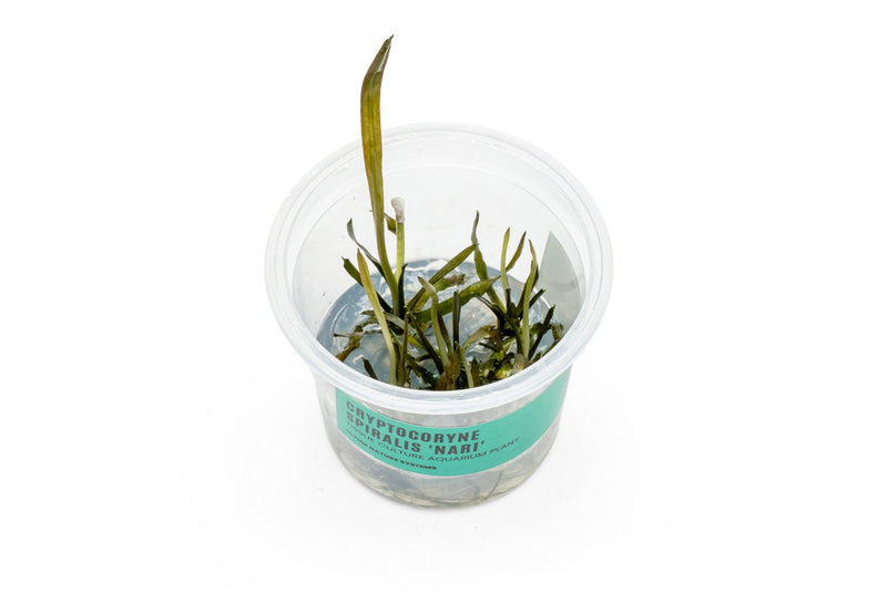 Cryptocoryne Spiralis 'Nari' UNS Tissue Culture