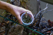 Cryptocoryne Spiralis 'Nari' UNS Tissue Culture