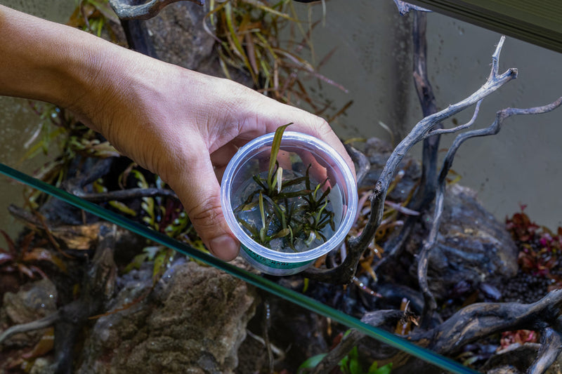 Cryptocoryne Spiralis 'Nari' UNS Tissue Culture