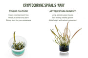 Cryptocoryne Spiralis 'Nari' UNS Tissue Culture