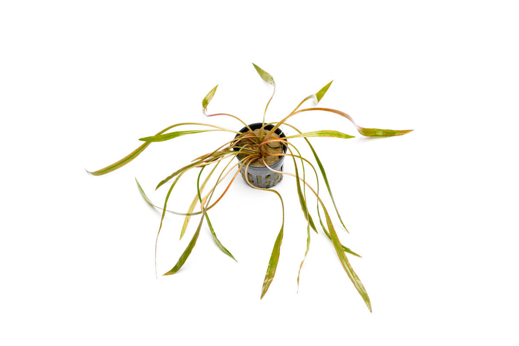 Cryptocoryne Spiralis Red Cryptocoryne - Buce Plant