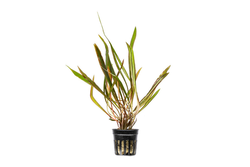 Red Cryptocoryne Spiralis plant from ACW, showing its broad, curled leaves and vibrant coloration for freshwater aquariums.