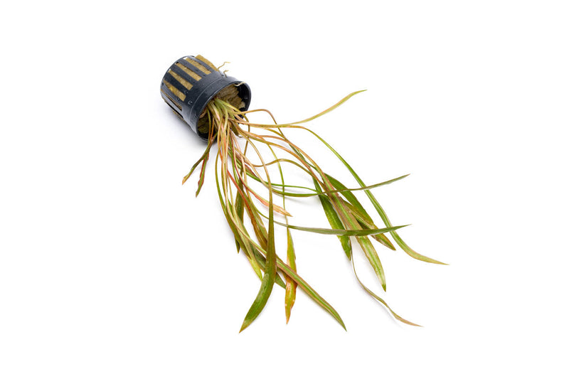 Red Cryptocoryne Spiralis plant from ACW with spiral-shaped leaves, ideal for freshwater aquariums.