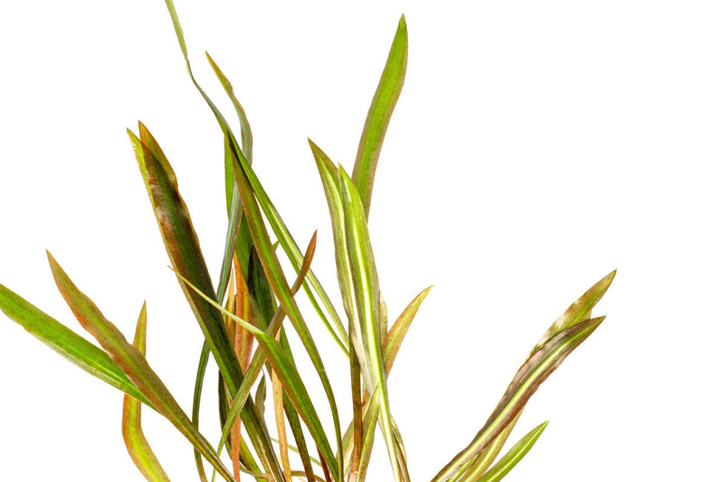 Red Cryptocoryne Spiralis plant by ACW with narrow, curly leaves suitable for freshwater aquariums.