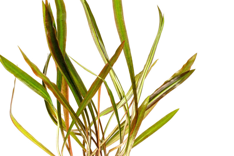 Red Cryptocoryne Spiralis plant from ACW, showing its distinctive curly leaves suitable for freshwater aquariums.