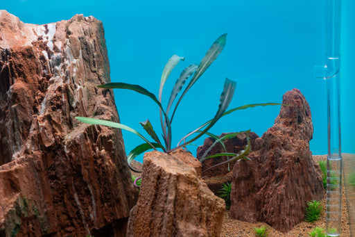 Cryptocoryne Spiralis Tiger aquatic plant from IS, showcasing its distinctive striped leaves ideal for freshwater aquariums.