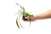 Cryptocoryne Spiralis Tiger aquatic plant from IS, featuring green leaves with distinctive spiral and tiger-like striping.