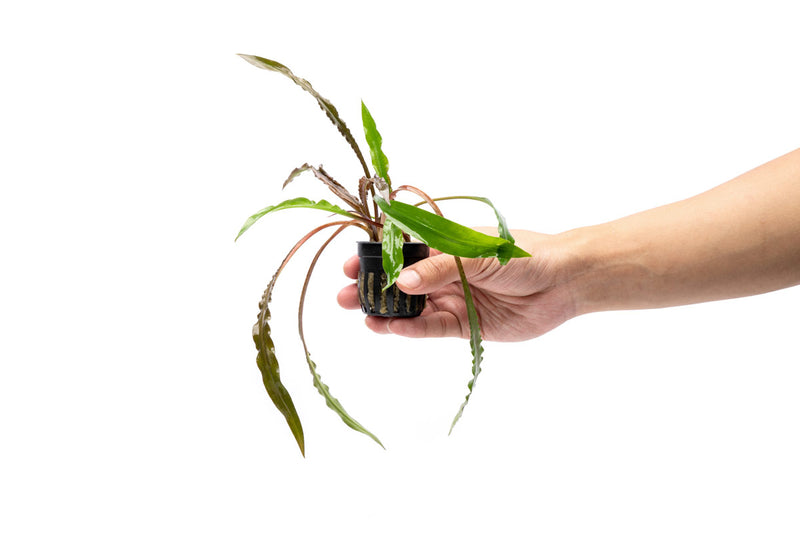 Cryptocoryne Spiralis Tiger aquatic plant from IS, featuring green leaves with distinctive spiral and tiger-like striping.