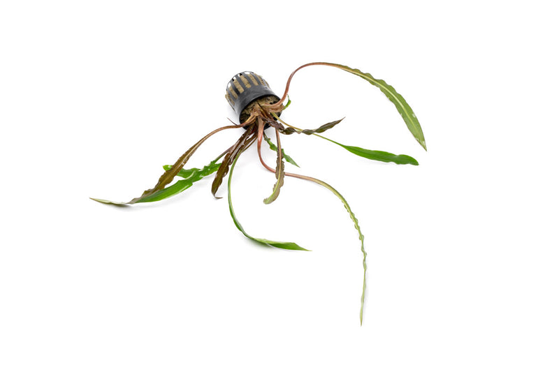 Cryptocoryne Spiralis Tiger aquatic plant from IS with green, striped leaves suitable for freshwater aquariums.