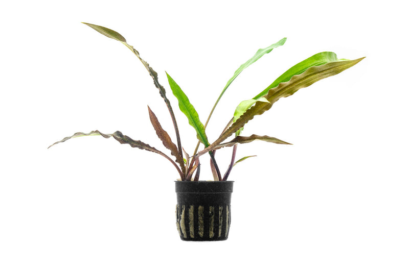 Cryptocoryne Spiralis Tiger aquatic plant from IS, featuring green leaves with tiger-like striping, suitable for freshwater aquariums.