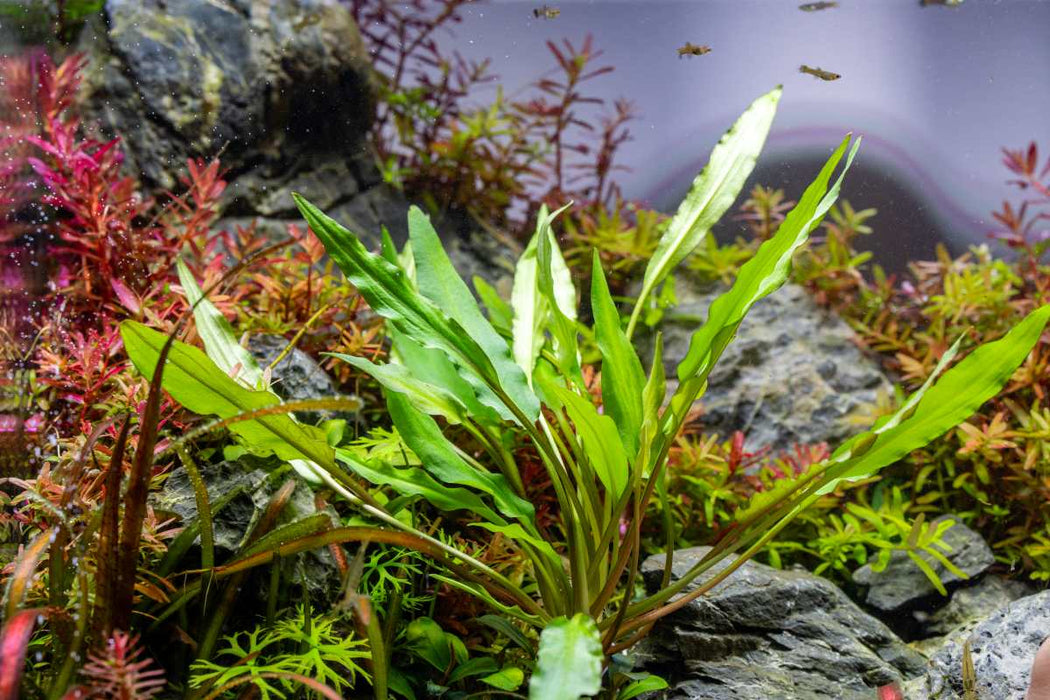 Cryptocoryne Sri Lanka Cryptocoryne - Buce Plant