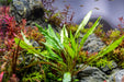 Cryptocoryne Sri Lanka Cryptocoryne - Buce Plant