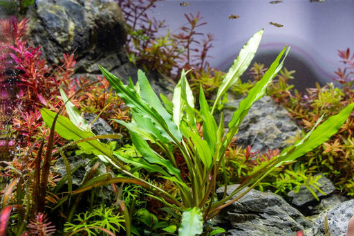 Cryptocoryne Sri Lanka Cryptocoryne - Buce Plant