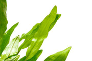 Cryptocoryne Sri Lanka Cryptocoryne - Buce Plant