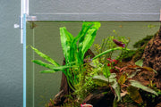 Cryptocoryne Sri Lanka Cryptocoryne - Buce Plant