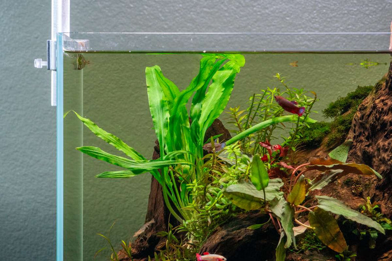Cryptocoryne Sri Lanka Cryptocoryne - Buce Plant