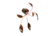 Healthy Cryptocoryne Striolata aquatic plant from BUCE with elongated green leaves for freshwater aquariums.