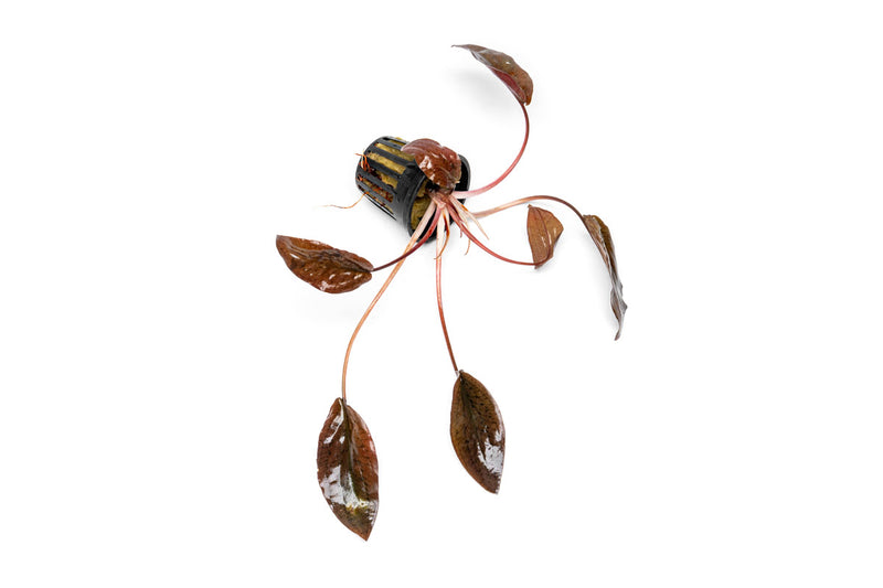 Healthy Cryptocoryne Striolata aquatic plant from BUCE with elongated green leaves for freshwater aquariums.