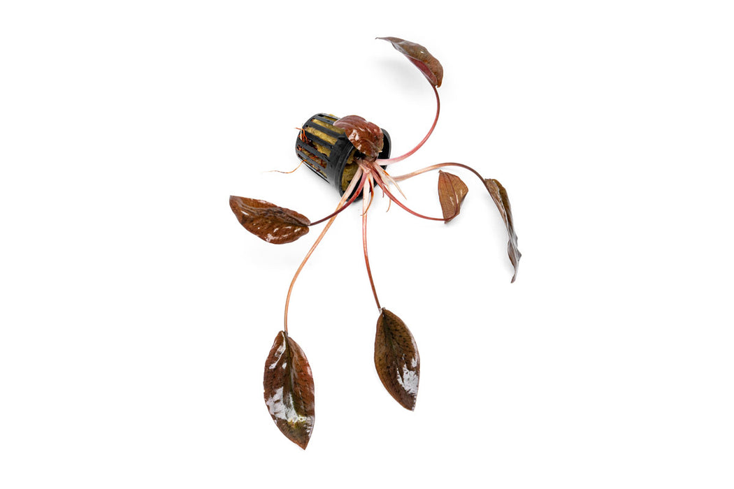 Cryptocoryne Striolata