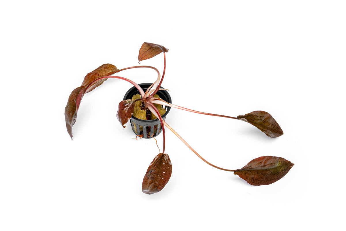 Cryptocoryne Striolata - Live Aquarium Plant — Buce Plant