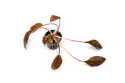 Healthy Cryptocoryne Striolata aquatic plant from BUCE with broad green leaves, ideal for freshwater aquariums.