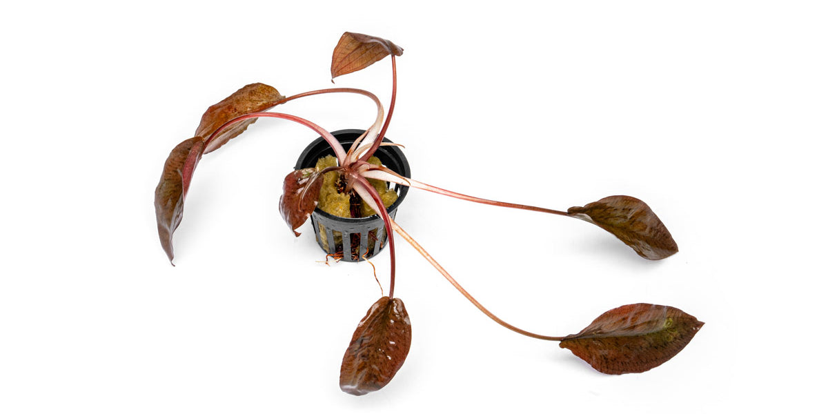 Cryptocoryne Striolata - Buce Plant