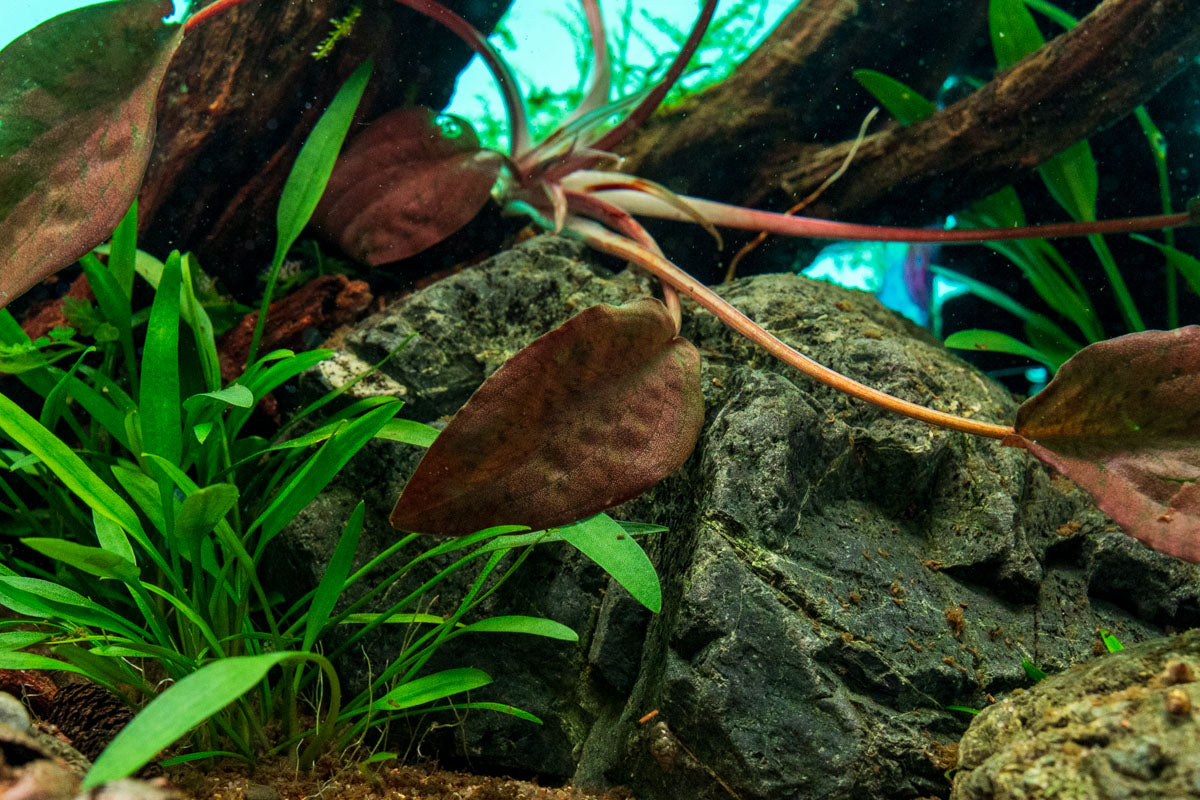 水草 Cryptocoryne striolata 'Bourgogne Red' Cryptocoryne Striolata - Live Aquarium Plant — Buce Plant