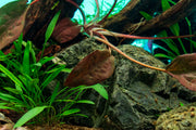 Aquatic plant Cryptocoryne striolata from BUCE, showing lush green leaves with distinctive striped patterns for freshwater aquariums.