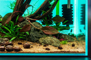 Healthy Cryptocoryne Striolata aquatic plant from BUCE with green, ruffled leaves ideal for freshwater aquariums.