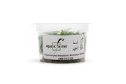Cryptocoryne Thwaitesii Kirindoya Brown Aquatic Farmer Tissue Culture Aquatic Plant - Buce Plant
