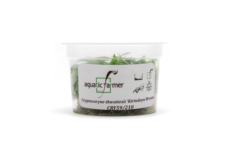 Cryptocoryne Thwaitesii Kirindoya Brown Aquatic Farmer Tissue Culture Aquatic Plant - Buce Plant