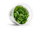 Cryptocoryne Thwaitesii Kirindoya Brown Aquatic Farmer Tissue Culture Aquatic Plant - Buce Plant
