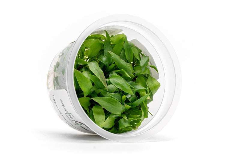 Cryptocoryne Thwaitesii Kirindoya Brown Aquatic Farmer Tissue Culture Aquatic Plant - Buce Plant