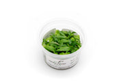 Cryptocoryne Thwaitesii Kirindoya Brown Aquatic Farmer Tissue Culture Aquatic Plant - Buce Plant