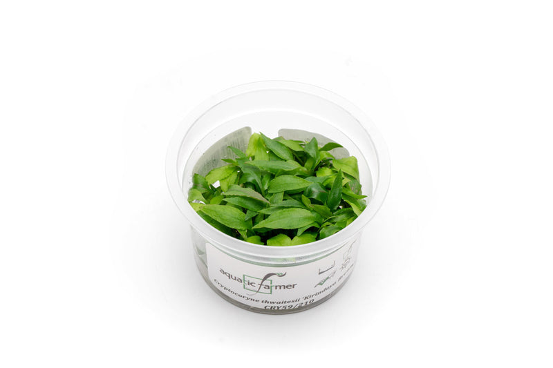 Cryptocoryne Thwaitesii Kirindoya Brown Aquatic Farmer Tissue Culture Aquatic Plant - Buce Plant