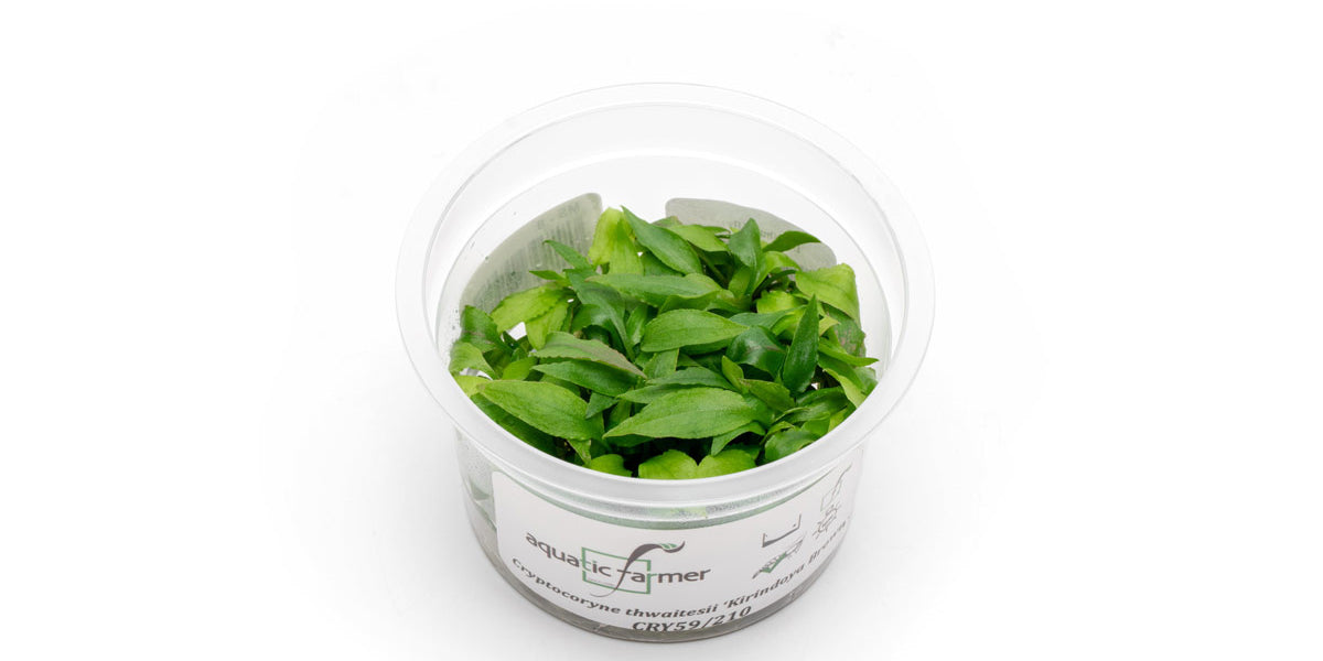 ☆Cryptocoryne .thwaitesii Kirindioya!! クリプトコリネスワイテシー