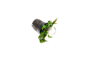 Cryptocoryne 'Tropica' aquatic plant from ACW with lush green leaves, ideal for freshwater aquariums.