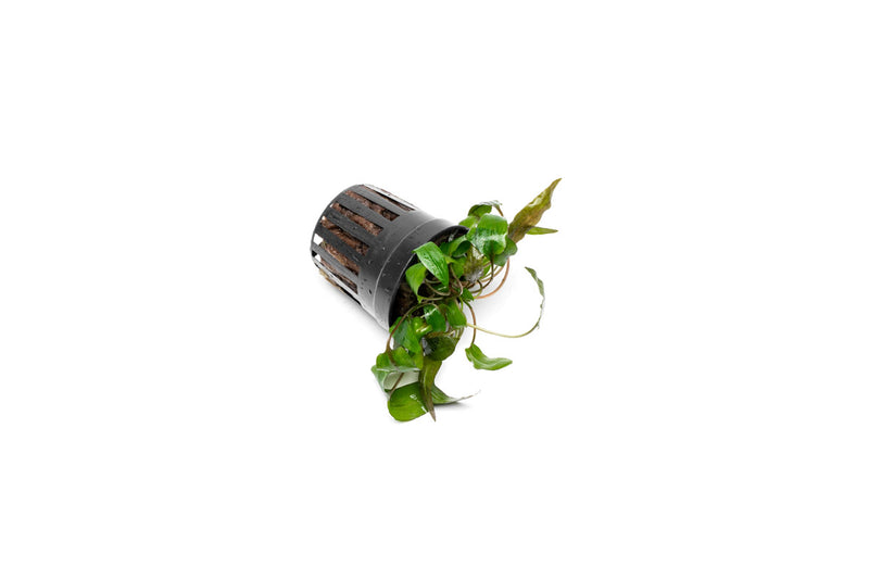 Cryptocoryne 'Tropica' aquatic plant from ACW with lush green leaves, ideal for freshwater aquariums.