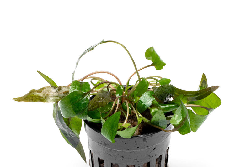 Healthy Cryptocoryne 'Tropica' aquatic plant from ACW with lush green leaves, ideal for freshwater aquariums.