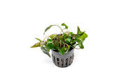 Cryptocoryne 'Tropica' aquatic plant from ACW with lush green leaves, suitable for freshwater aquariums.