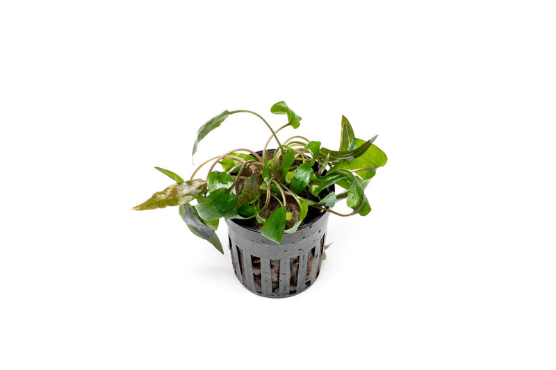 Cryptocoryne 'Tropica' aquatic plant from ACW with lush green leaves, suitable for freshwater aquariums.