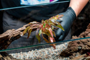 Cryptocoryne 'Tropica' Cryptocoryne - Buce Plant
