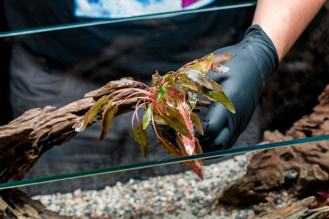 Cryptocoryne 'Tropica' Cryptocoryne - Buce Plant