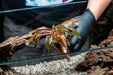 Cryptocoryne 'Tropica' Cryptocoryne - Buce Plant