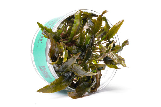 Cryptocoryne Tropica UNS Tissue Culture