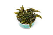 Cryptocoryne Tropica UNS Tissue Culture Aquatic Plant - Buce Plant