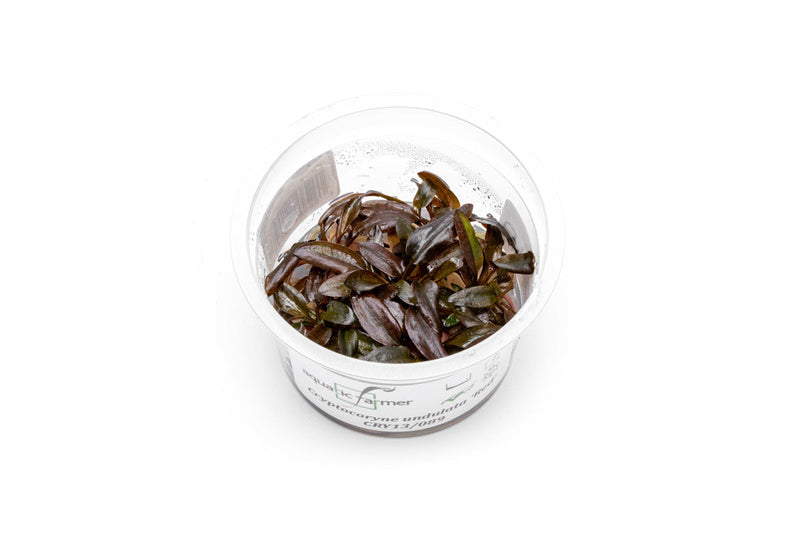 Cryptocoryne Undulatus Red Aquatic Farmer Tissue Culture Aquatic Plant - Buce Plant