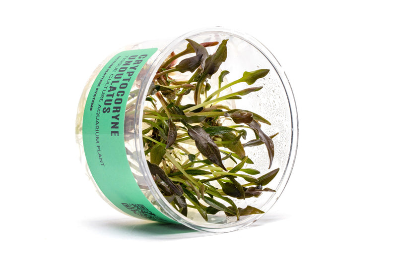 Cryptocoryne Undulatus UNS Tissue Culture Tissue Culture - Buce Plant