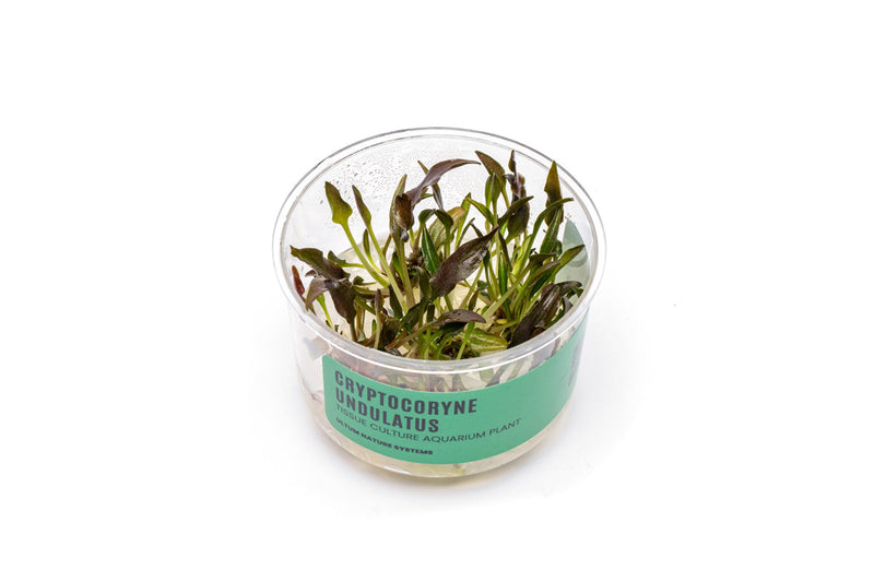 Cryptocoryne Undulatus UNS Tissue Culture Tissue Culture - Buce Plant